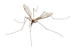 Crane Fly