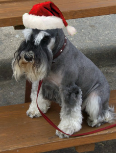 Pet Health and the Holidays  www.Nutri-Dog.com