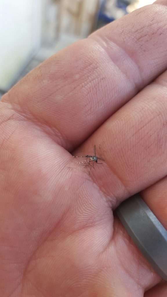 New Aedes Mosquito Spreading in the US Prepare Now