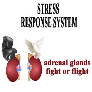 Adrenal Stress Response System