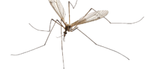 Giant Mosquito?