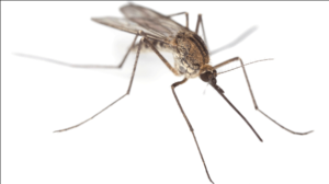Mosquito